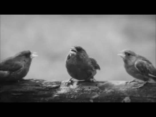 Beatbox Bird - Unexpected Tweet - Beatboxing Bird Official Advert