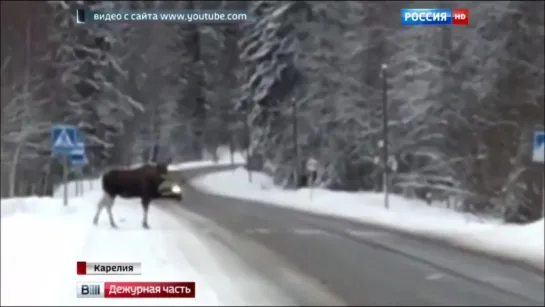 ЧПХ представляет: Лось-образцовый пешеход ...