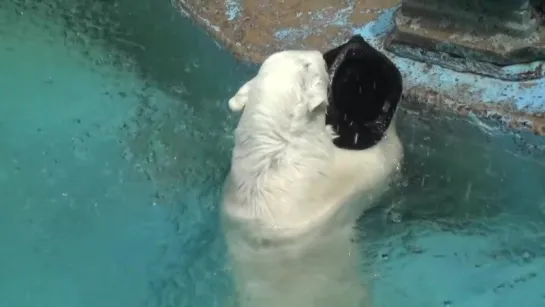 Shilka(Шилка) gets her favorite black toy, and starts playing with it, at Tennoji Zoo, Osaka, Japan