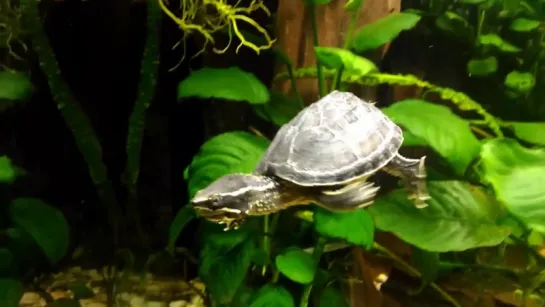 Common Musk Turtle, Sternotherus odoratus,Мускусная черепаха