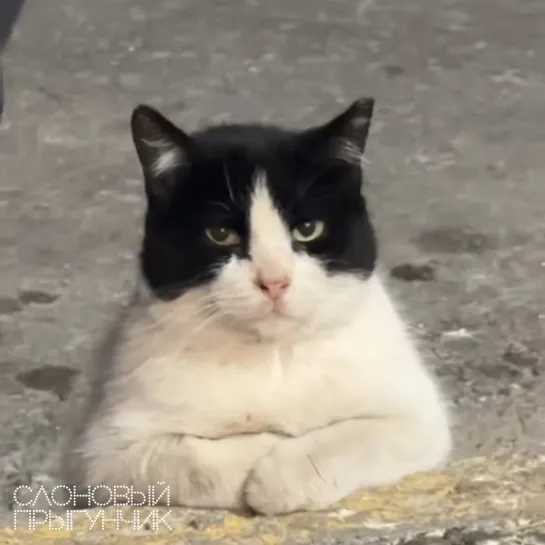 Видео от Слоновый прыгунчик