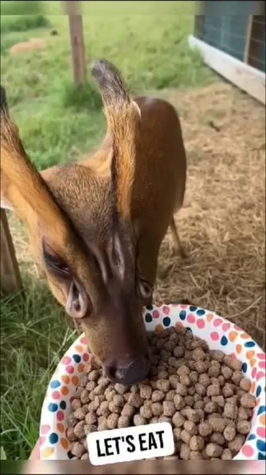 Мунтжак — самый необычный вид оленей