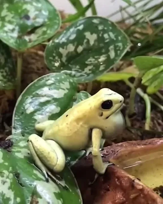 Ужасный древолаз (лат. Phyllobates terribilis) – маленькая, громкая и очень ядовитая лягушка.