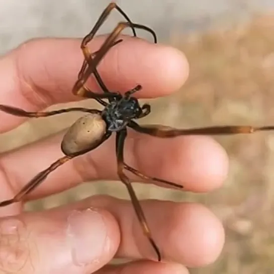 Паук Nephila pilipes