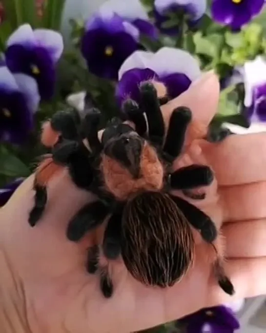 Пухлая Brachypelma emilia