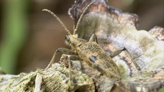 Winterwatch – 2023 : Season 11, Episode 2 (BBC Two 2023 UK)(ENG/SUB ENG)