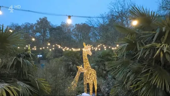 London Zoo At Christmas (All 4 2022 UK)(ENG/SUB ENG)