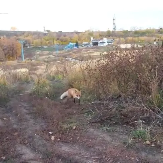 В парке Дружбы народов засняли на видео лису.