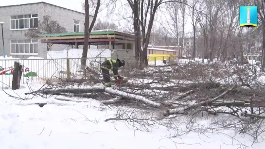 2024.01.15 Обрезка деревьев2