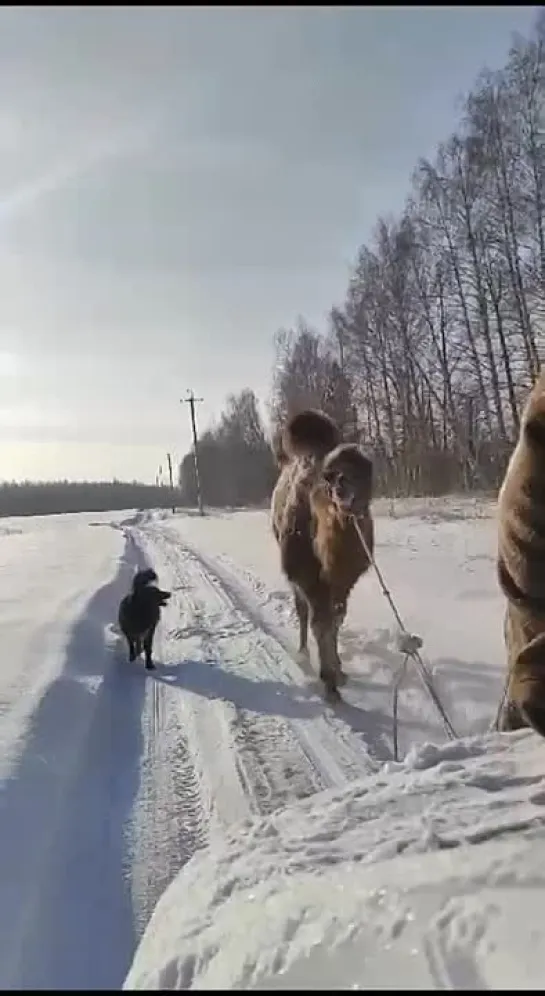 Видео от Ульяновск 73