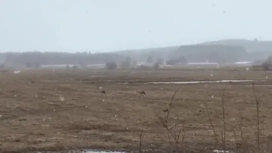 Журавли в Апатитах. (02.05.19)