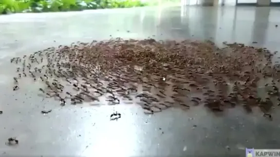 Ant Moshpit