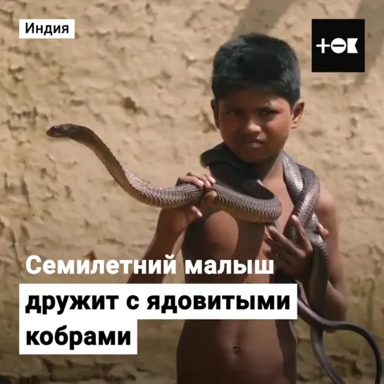 Мальчик приручает ядовитых кобр