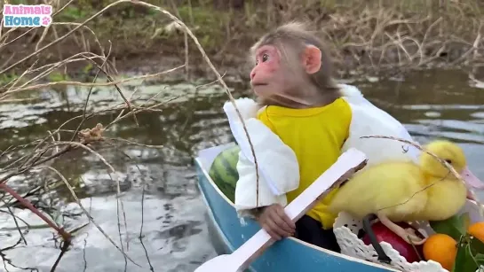 BiBi rowing boat to picnic with duckling