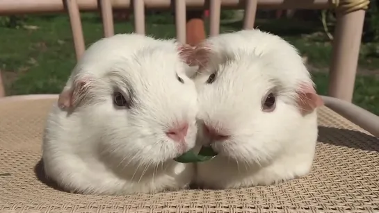 Guinea Pigs Play Tug-of-War With Blade of Grass