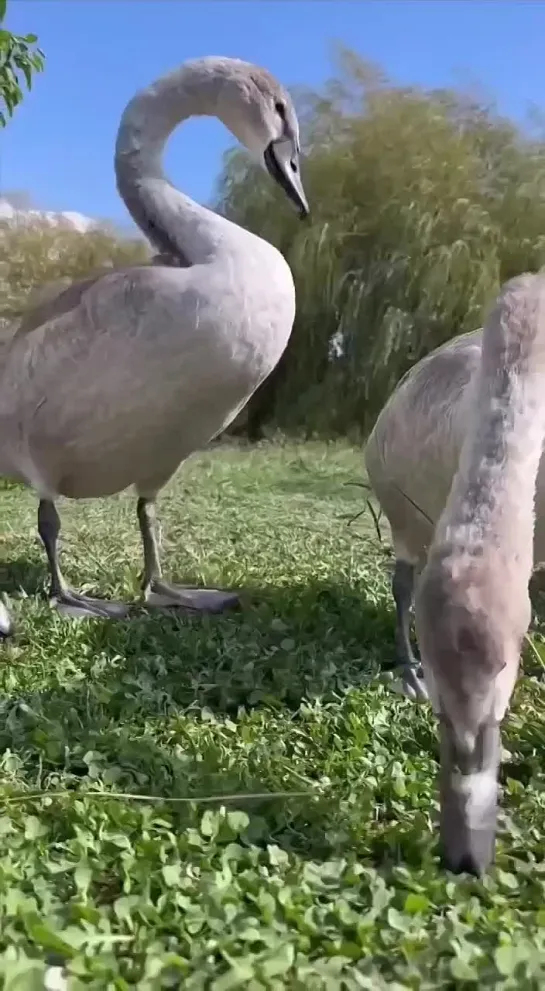 Видео от Любимый Сочи