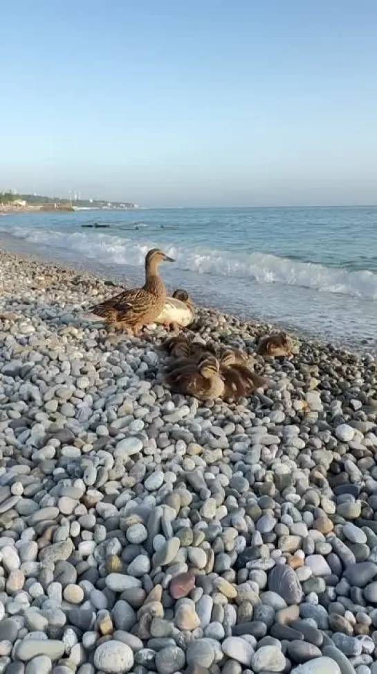 Видео от Любимый Сочи