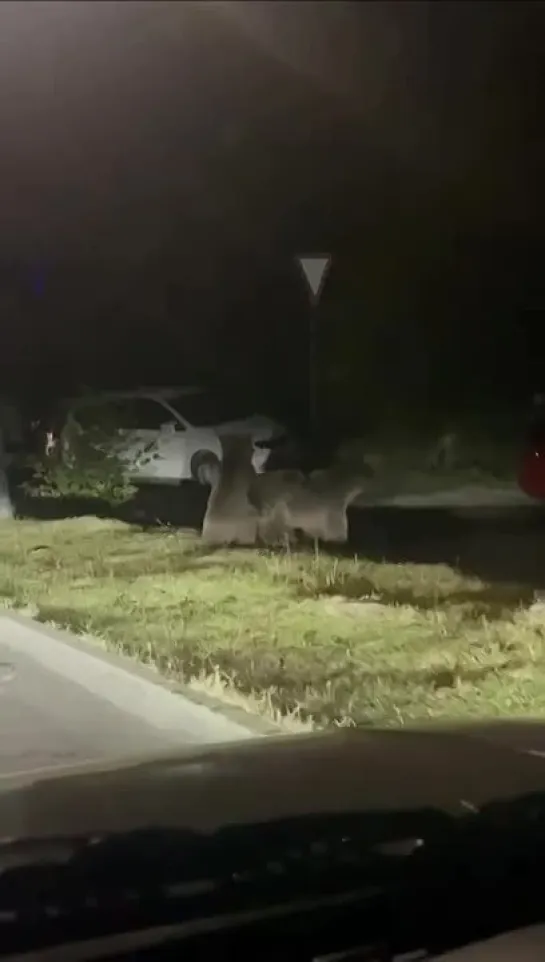 Видео от Любимый Сочи