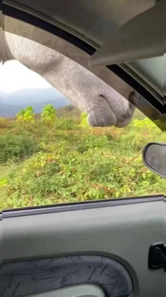 Видео от Любимый Сочи