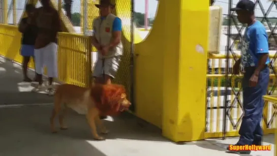 LION PRANK