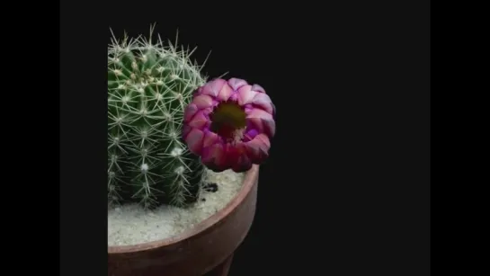 Как цветут кактусы  cactus blossom-Красота