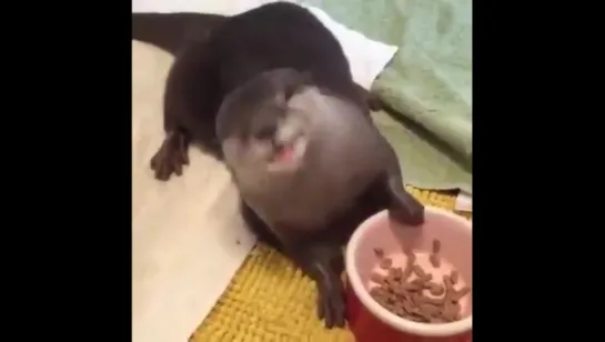 Mr Otter enjoying a snack