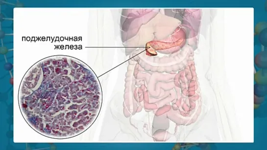 Биология. 8 класс. Урок 45. Пищеварение в ротовой полости и в желудке.