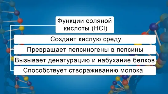 Биология. 8 класс. Урок 44. Пищеварение в ротовой полости и в желудке.