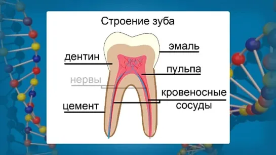 Биология. 8 класс. Урок 43. Строение и значение зубов.