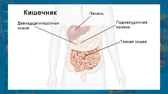 Биология. 8 класс. Урок 42. Органы пищеварения.