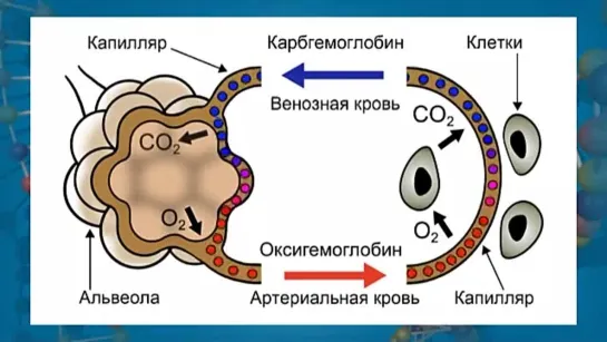 Биология. 8 класс. Урок 36. Строение легких. Газообмен в легких и тканях.