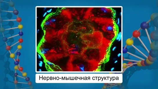 Биология. 8 класс. Урок 32. Регуляция работы сердца и кровеносных сосудов.