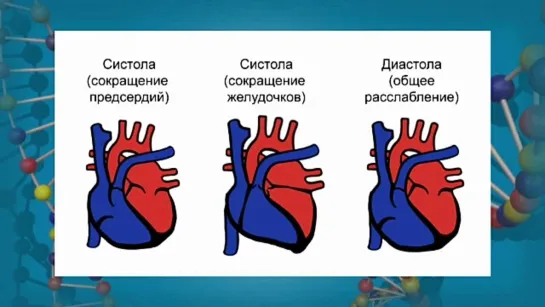 Биология. 8 класс. Урок 29. Строение и работа сердца. Круги кровообращения.