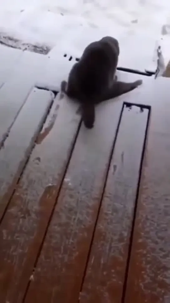 Коты и снег😼👉❄🤣🤣🤣👍👍👍😍😍😍❤❤❤