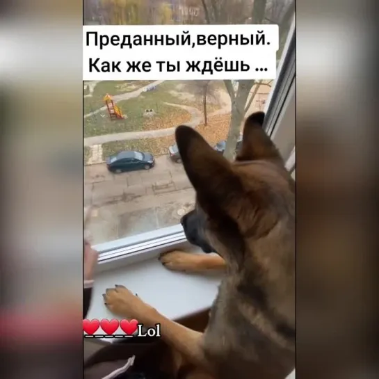 Верный друг дома ждет!👉🐶👍👍👍😍😍😍❤❤❤