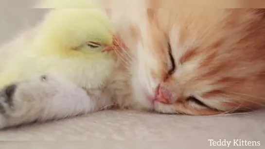 Котенок сладко спит вместе с цыпленком 🐥)))))))))