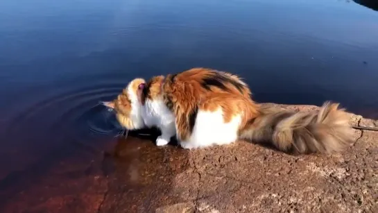 доверие и любовь между кошкой и хозяином.)