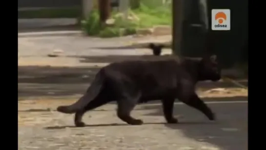 El mundo de los Gatos (Documental Odisea)