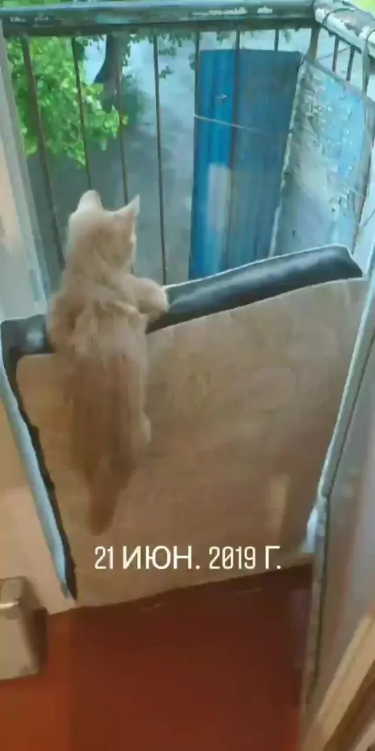 🐈Номинация «Главный кот Северодвинска»