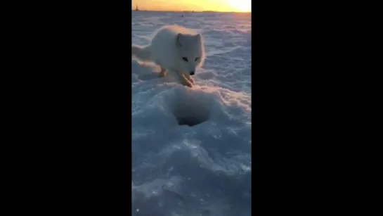 В Норильске рыбак снял забавное видео с песцом