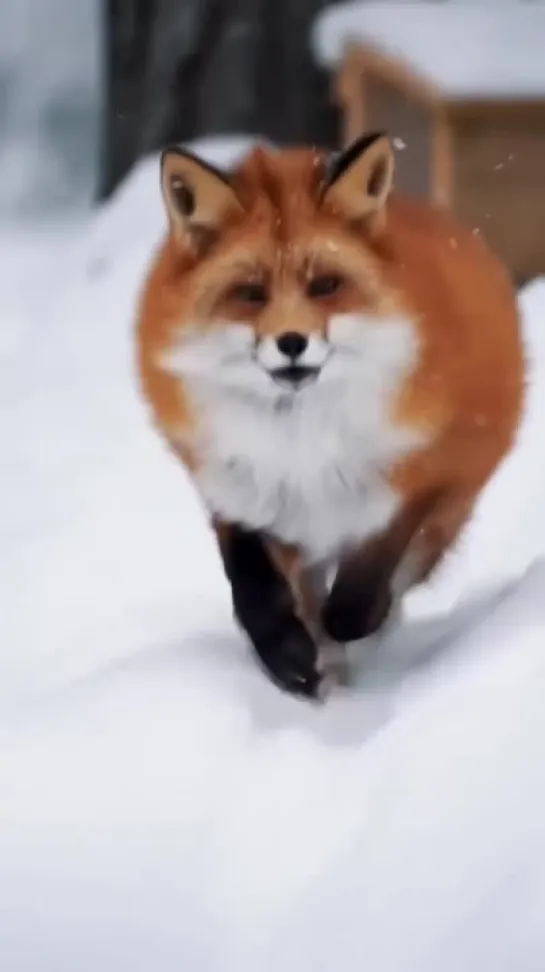 🦊 зимний лис