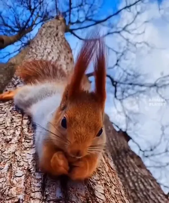 🦊 орешки принесли?