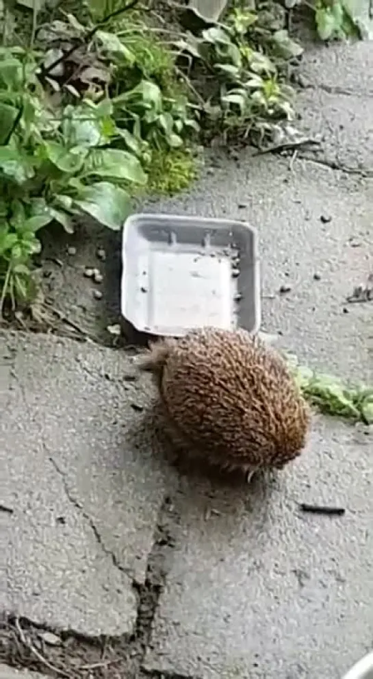 🦔 просто чешется бочок)