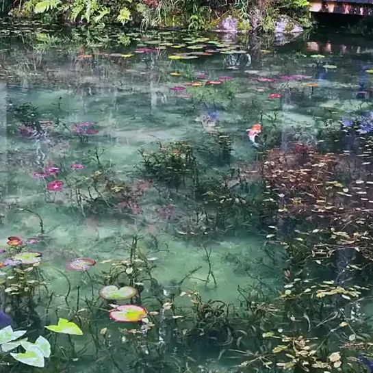 Monet's Pond, Seki City, Gifu Prefecture, Japan  / Пруд Моне, город Секи, префектура Гифу, Япония