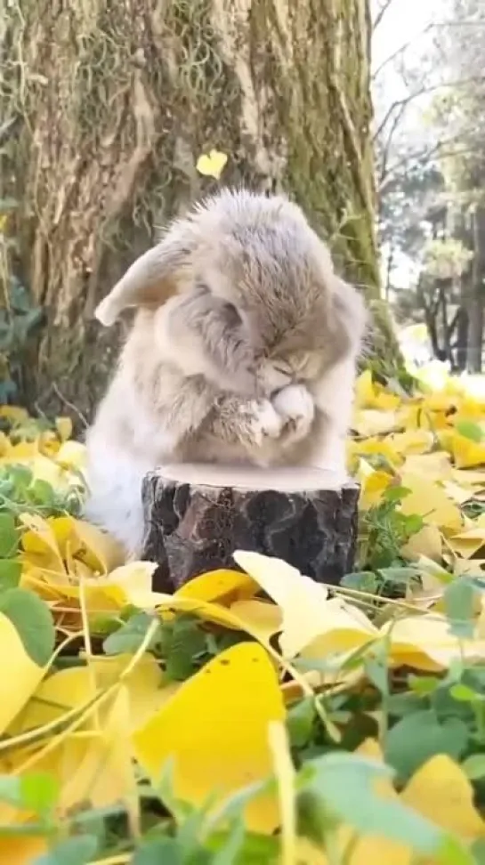 🐰 заюшка