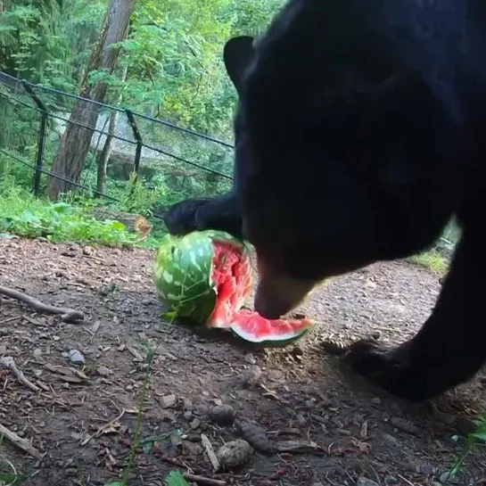 арбузы 🍉🍉🍉 ммм... вкусно 😍