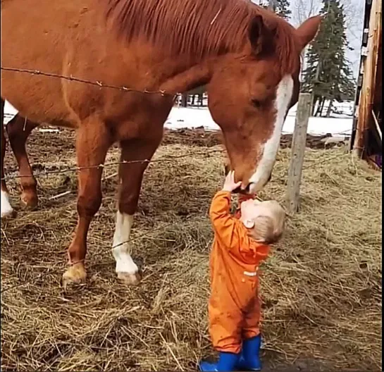 я люблю свою лошадку)