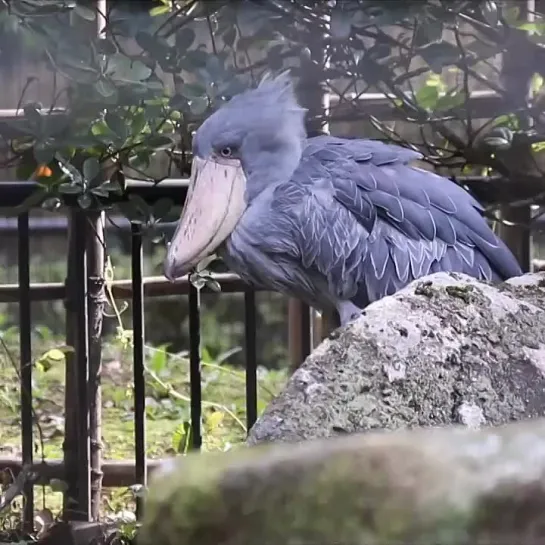 Shoebill 1