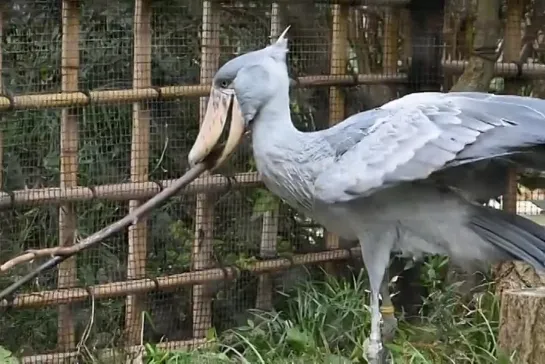 Shoebill 2