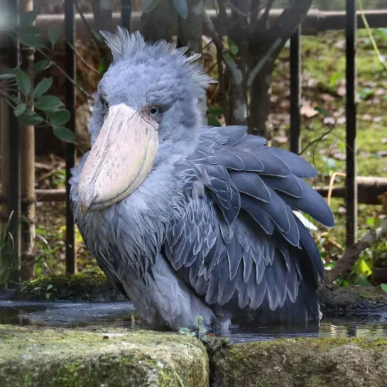 Shoebill 3